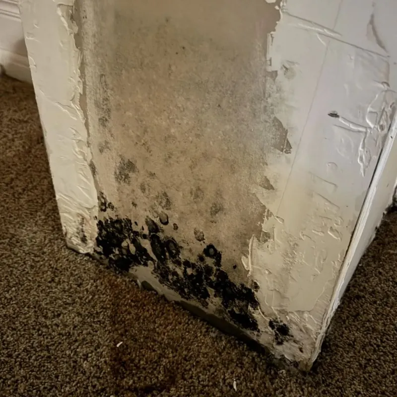 Professional Mold Removal in Half Moon, NC